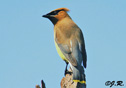 Bombycilla cedrorum